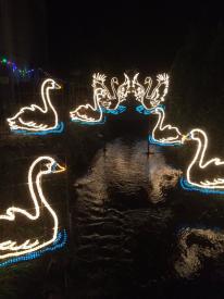 Sevens Swans A'Swimming Sevens Swans A'Swimming